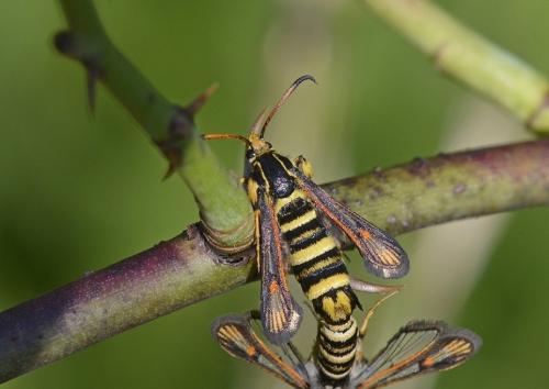 Bembecia iberica